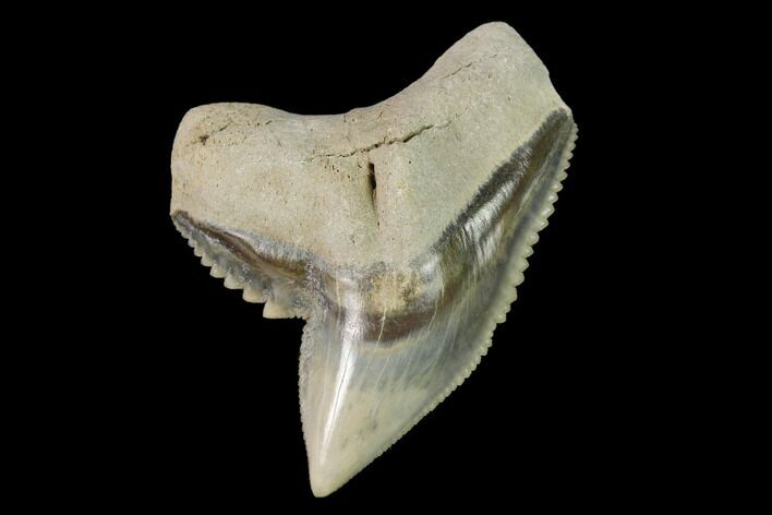 Fossil Tiger Shark (Galeocerdo) Tooth - Aurora, NC #143912